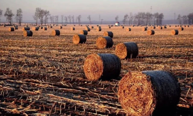 Biomass pyrolysis material