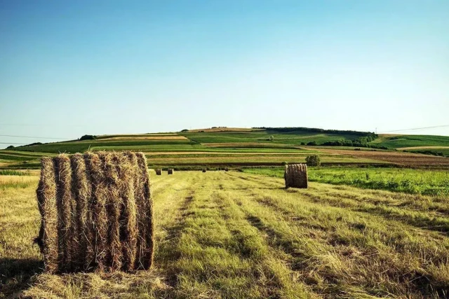 Biomasse-Rohstoffe für die Pyrolyse