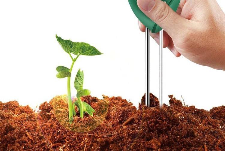 Soil Moisture
