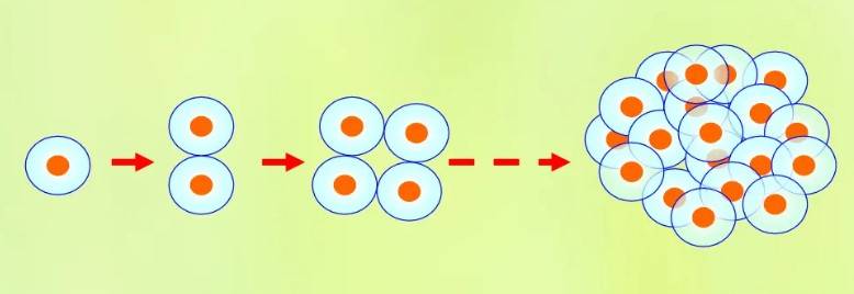 Proliferazione cellulare