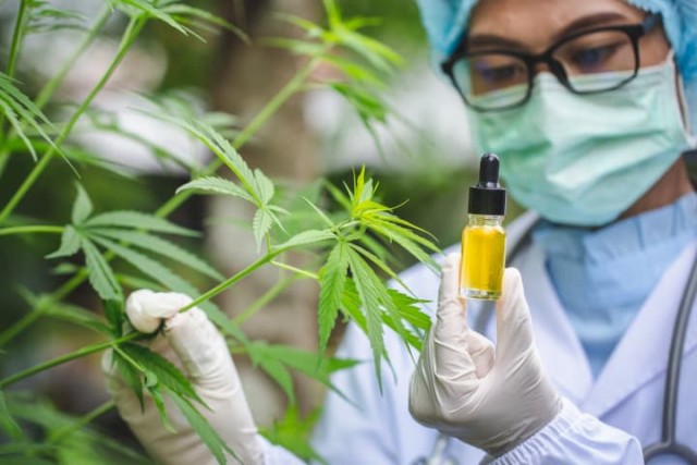 Explorer la technologie des techniques d'extraction du cannabis