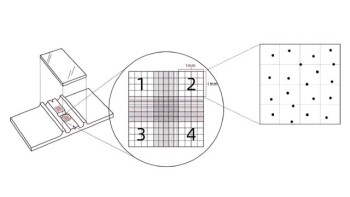 Essential Techniques in Introductory Biology: Cell Counting