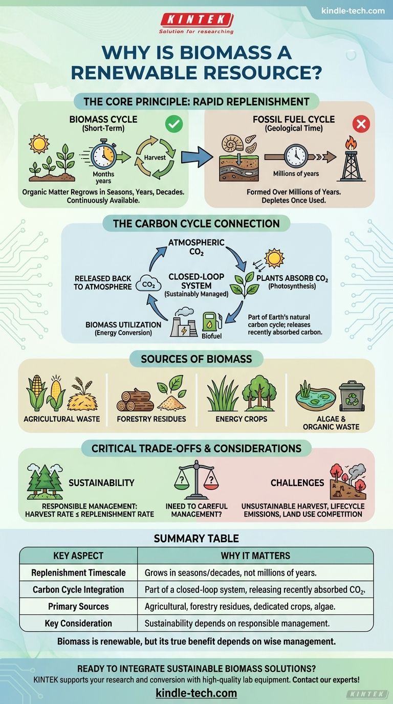 Pourquoi la biomasse est-elle une ressource renouvelable ? Principes clés pour une énergie durable Guide Visuel