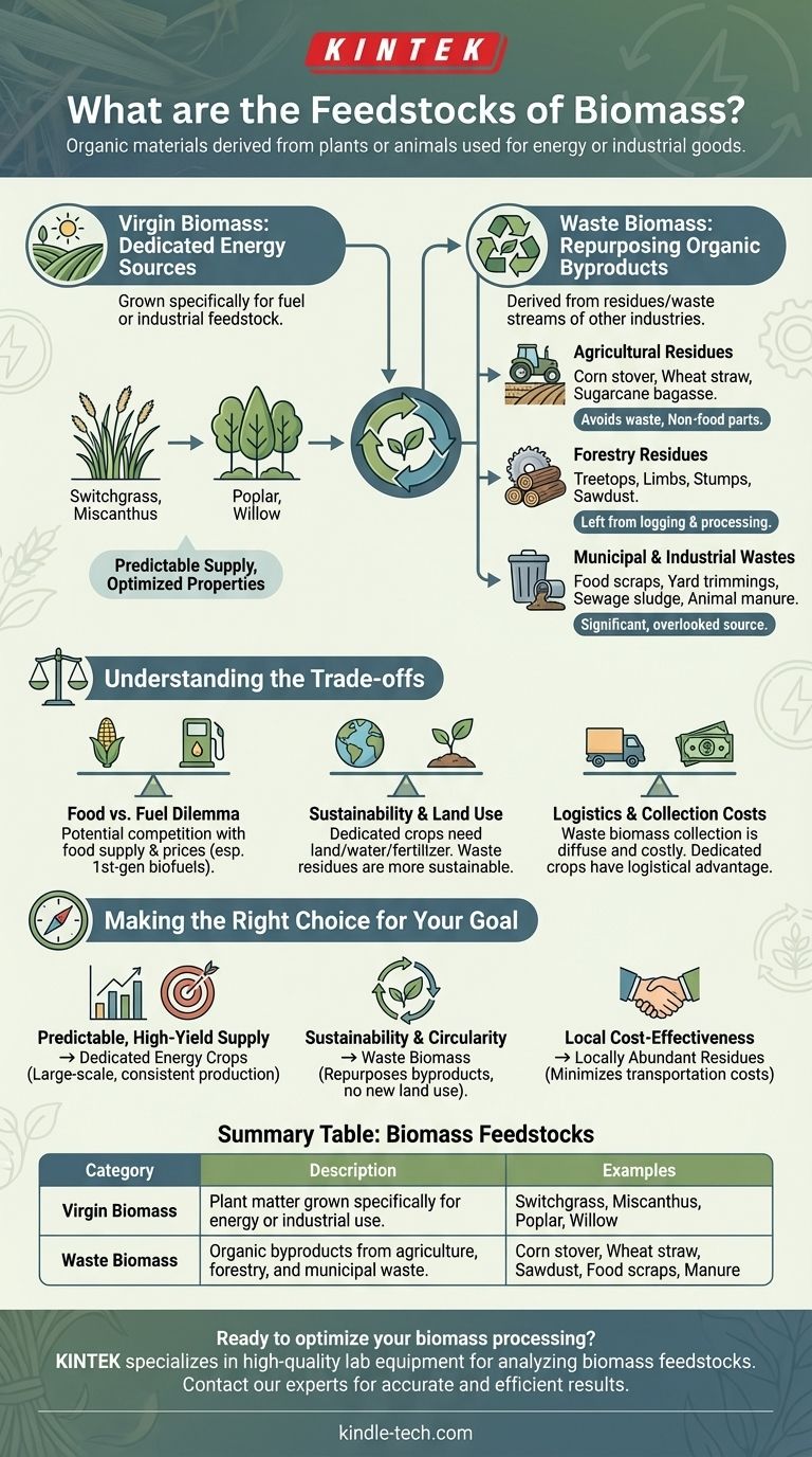 Quelles sont les matières premières de la biomasse ? Libérez le potentiel des matières organiques Guide Visuel