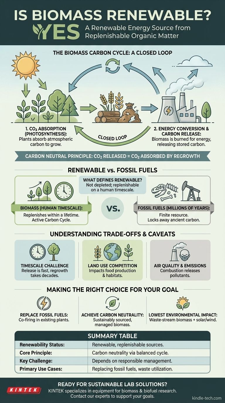 A biomassa é renovável ou não renovável? Um Mergulho Profundo no Ciclo do Carbono da Energia Sustentável Guia Visual