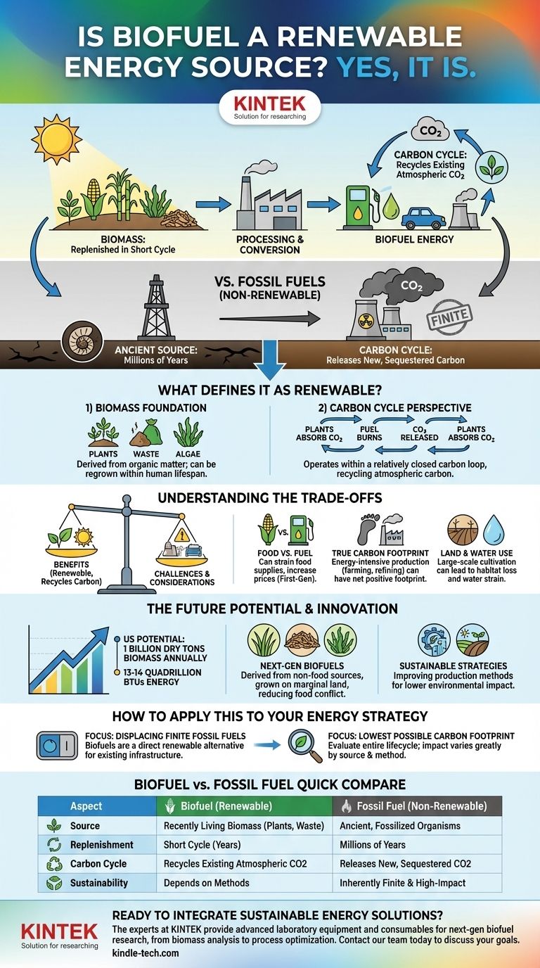I biocarburanti sono una fonte di energia rinnovabile? Alimentare un futuro sostenibile con la biomassa Guida Visiva