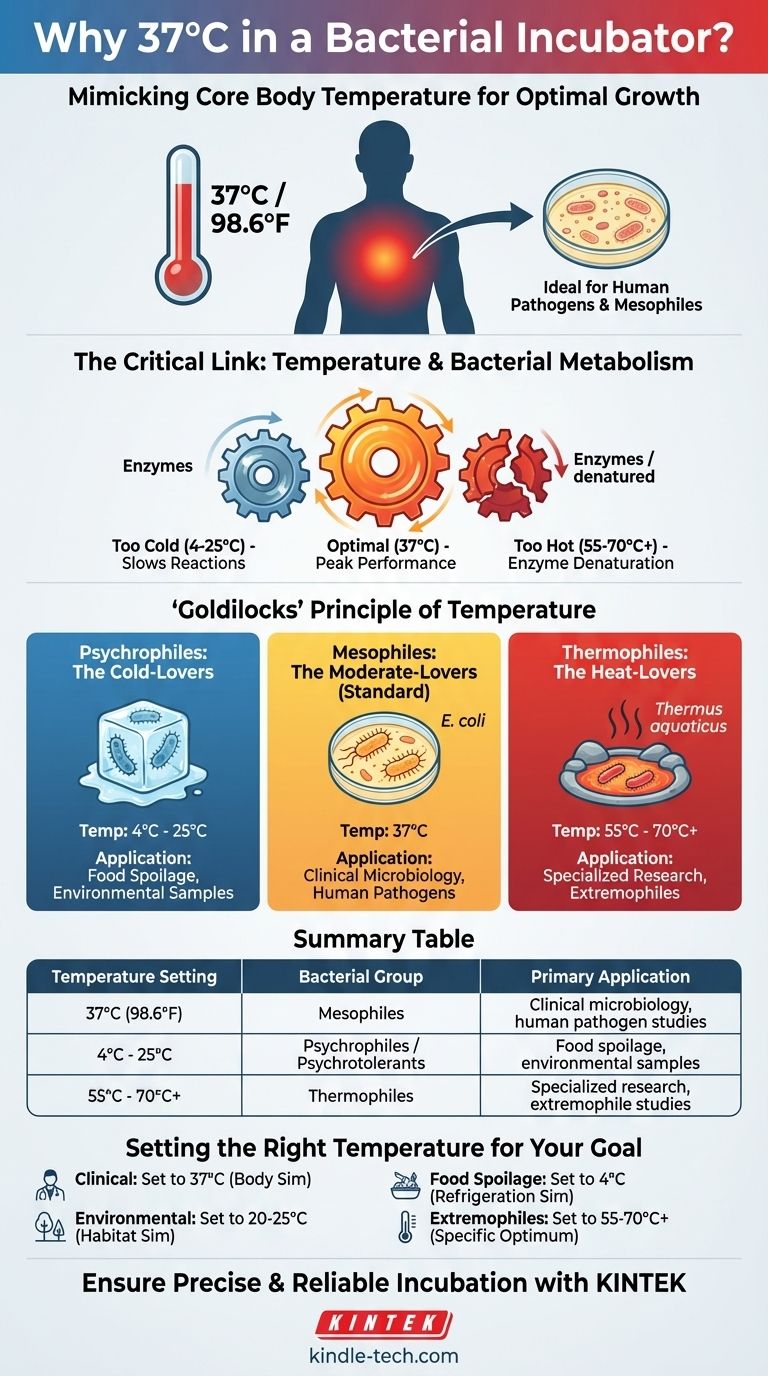 What temperature is maintained in a bacterial incubator? The 37°C Standard Explained Visual Guide