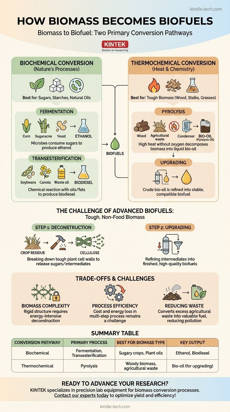 바이오매스는 어떻게 바이오연료로 전환될까요? 식물 물질에서 재생 가능한 연료로 가는 길을 열다 시각적 가이드