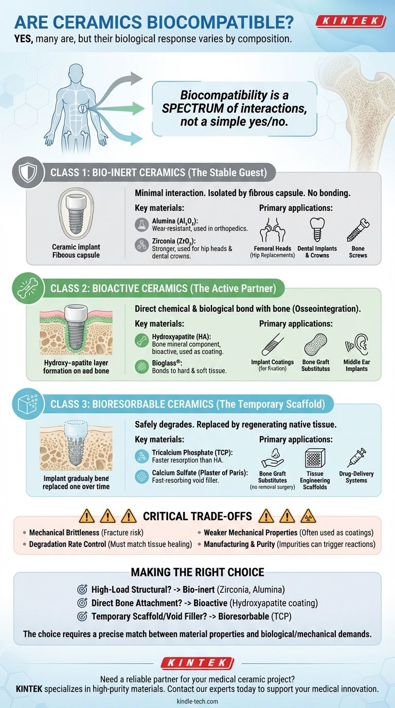 Les céramiques sont-elles biocompatibles ? Choisir la bonne biocéramique pour votre application médicale Guide Visuel