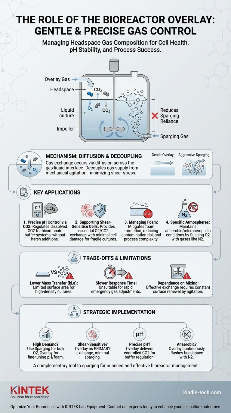 ¿Cuál es el propósito del recubrimiento (overlay) en un biorreactor? Domina el control preciso de gases y pH Guía Visual
