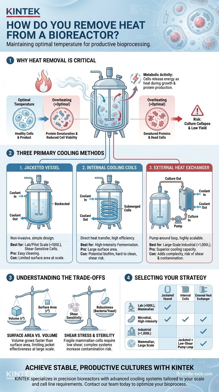 ¿Cómo se elimina el calor de un biorreactor? Domine el control de temperatura para un bioprocesamiento estable Guía Visual