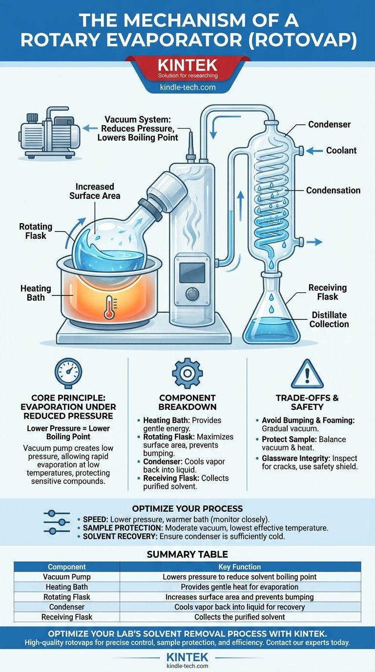 Was ist der Mechanismus eines Rotavapors? Effiziente Lösungsmittelentfernung bei niedrigen Temperaturen erklärt Visuelle Anleitung