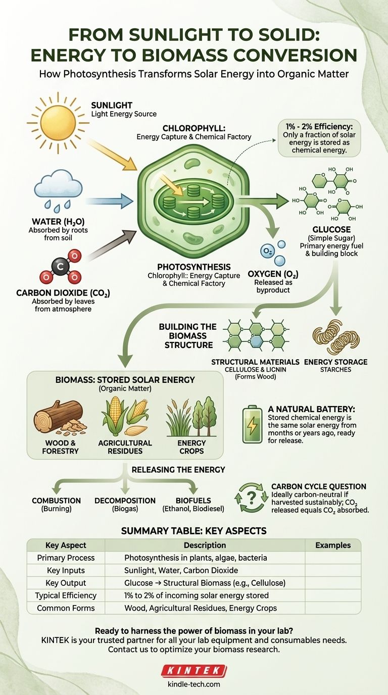 كيف تتحول الطاقة إلى كتلة حيوية؟ تسخير الطاقة الشمسية الطبيعية للطاقة المتجددة دليل مرئي