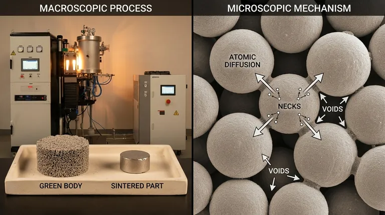 烧结是如何发生的?将粉末转化为固体零件的指南