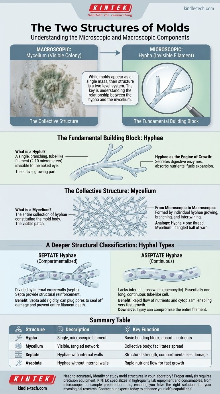 Каковы две структуры плесени? Понимание гиф и мицелия Визуальное руководство
