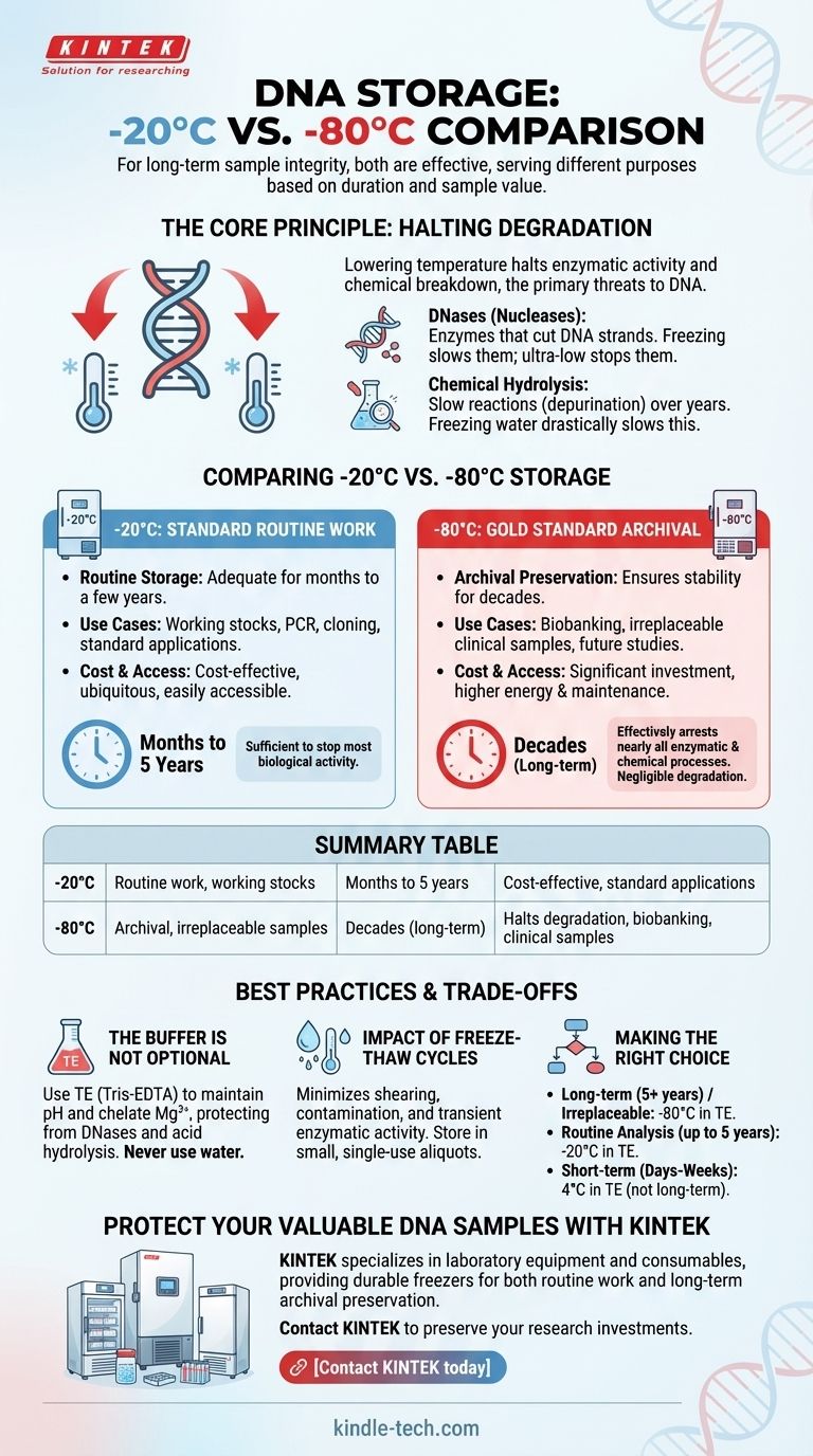 Come si confronta la conservazione del DNA a -20°C e a -80°C? Garantire l'integrità del campione a lungo termine Guida Visiva