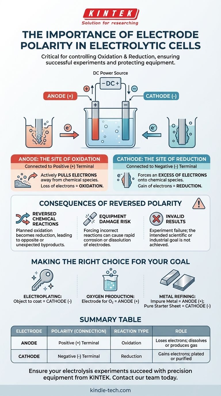 在设置电解槽时，电极极性的重要性是什么？掌握你的化学反应 图解指南