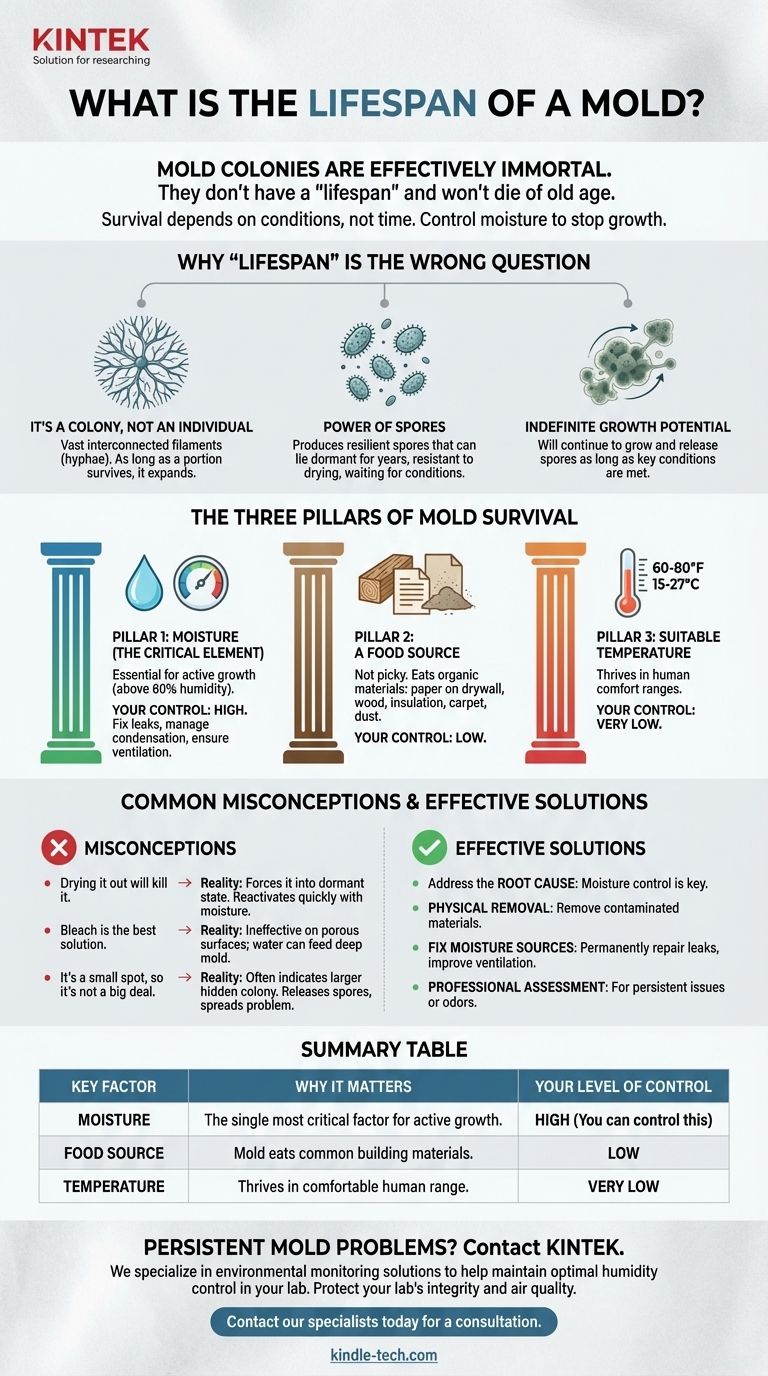 霉菌的寿命是多久？除非你控制水分，否则它是不朽的 图解指南